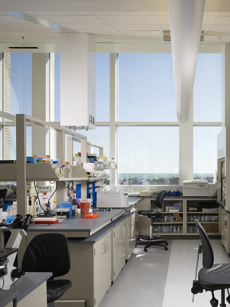 lab