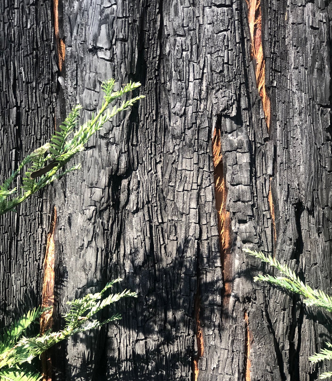 Tree showing the burn marks from the wildfire.
