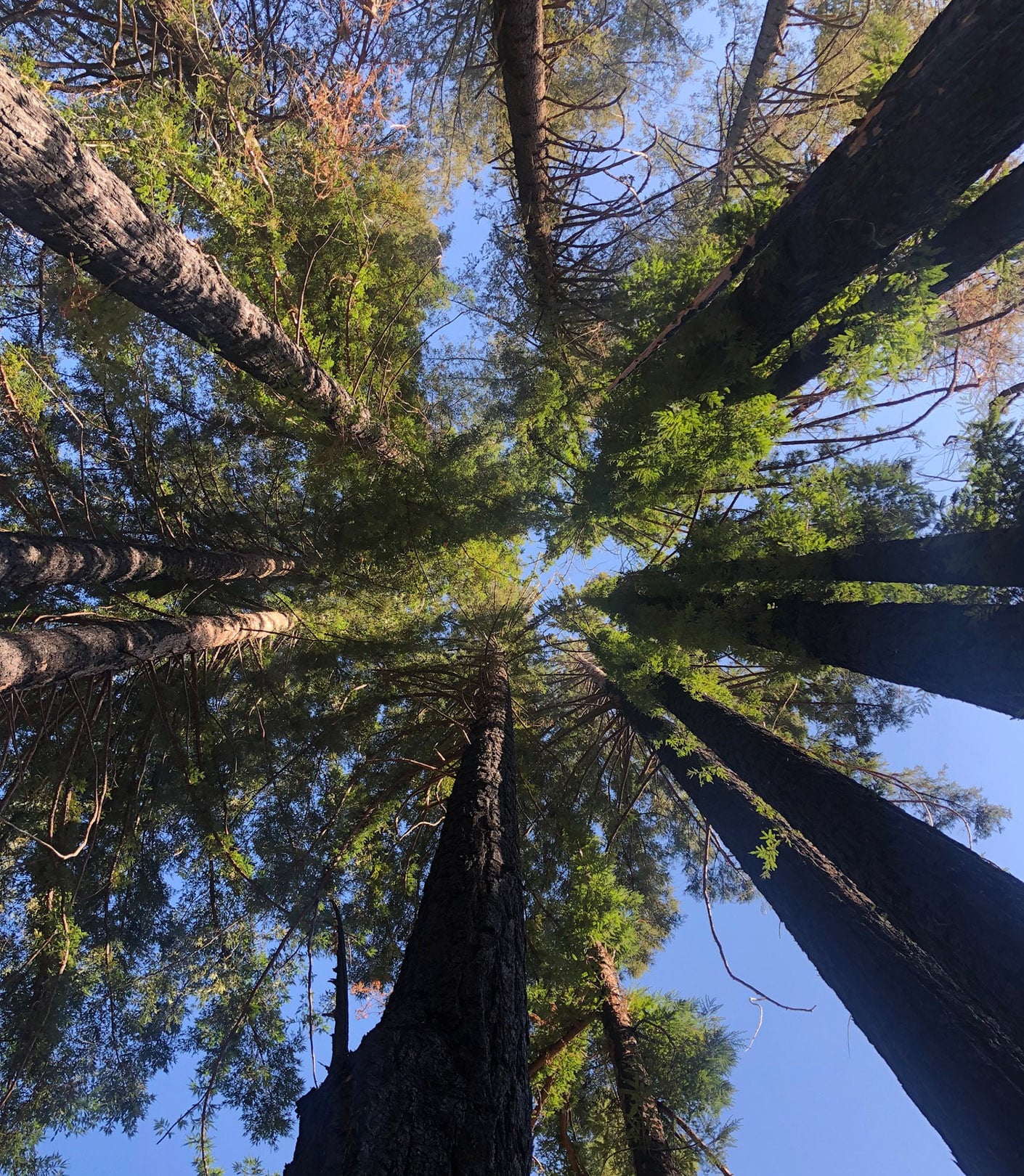 Circle of trees where the treehouse will be built.