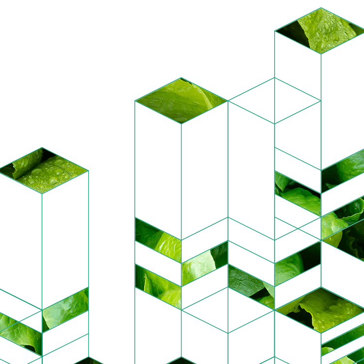 Fresh green lettuce leaves with geometric cube overlay design.