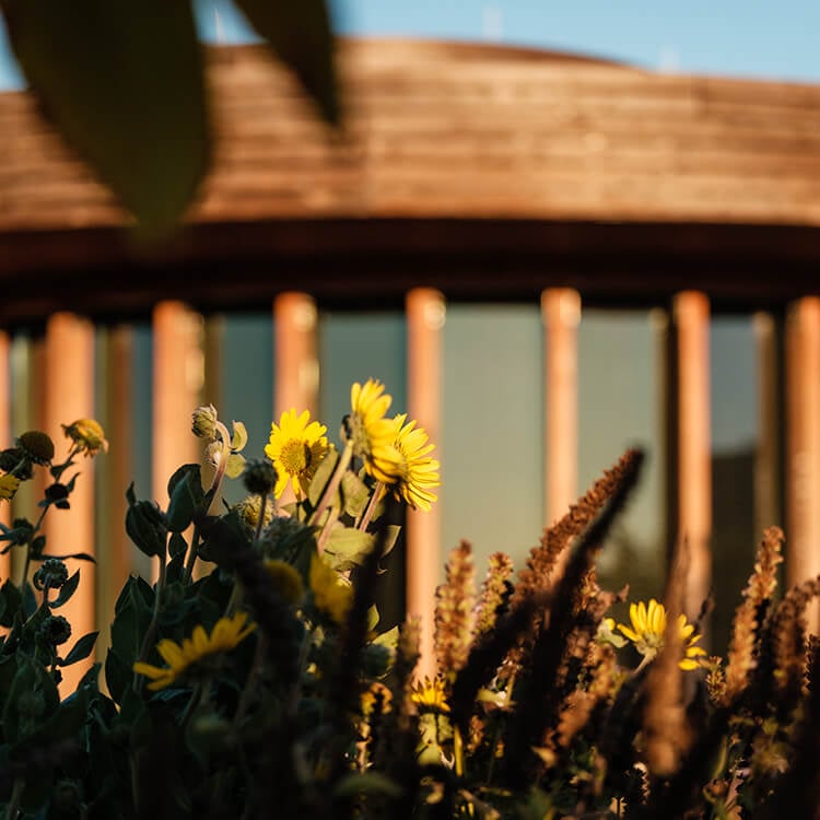 Yellow flowers with blurred wooden structure and sunlit backdrop.