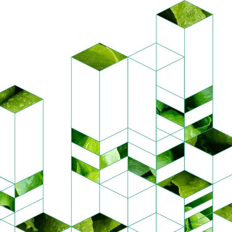 Fresh green lettuce leaves in a geometric grid design, showcasing vibrant textures.